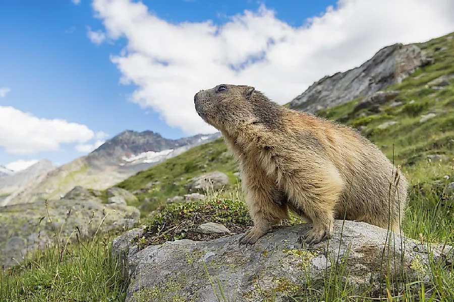  বৈচিত্রে ঠাসা সোকোত্রা এই কারণেই রহস্যের আঁতুড়ঘর। স্থানীয় গাছগাছালি আর প্রাণীজগৎ নিয়ে সৃষ্টির আদিকাল থেকে আপন খেয়ালে এগিয়ে চলেছে এই দ্বীপ।