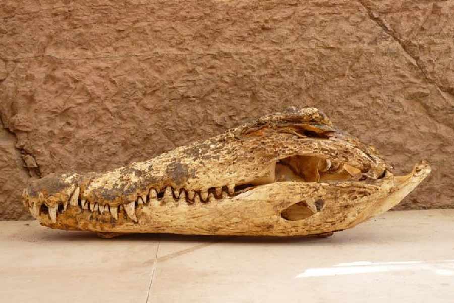 তবে মিশরে কুমিরের মমিকৃত দেহ উদ্ধারের নেপথ্যে নানা পৌরাণিক কাহিনির তত্ত্বও উঠে এসেছে। এক সময় দেবতাদের পুজোয় নৈবেদ্য হিসাবে পশুর মমি দেওয়া হত। এই কুমিরগুলিকে মেরে তাদের দেহ সংরক্ষণ করার নেপথ্যে এই কারণ থাকতে পারে বলে মনে করছেন ‘দ্য রয়্যাল বেলজিয়ান ইনস্টিটিউটের’ গবেষক বি দ্য কোপারে। 