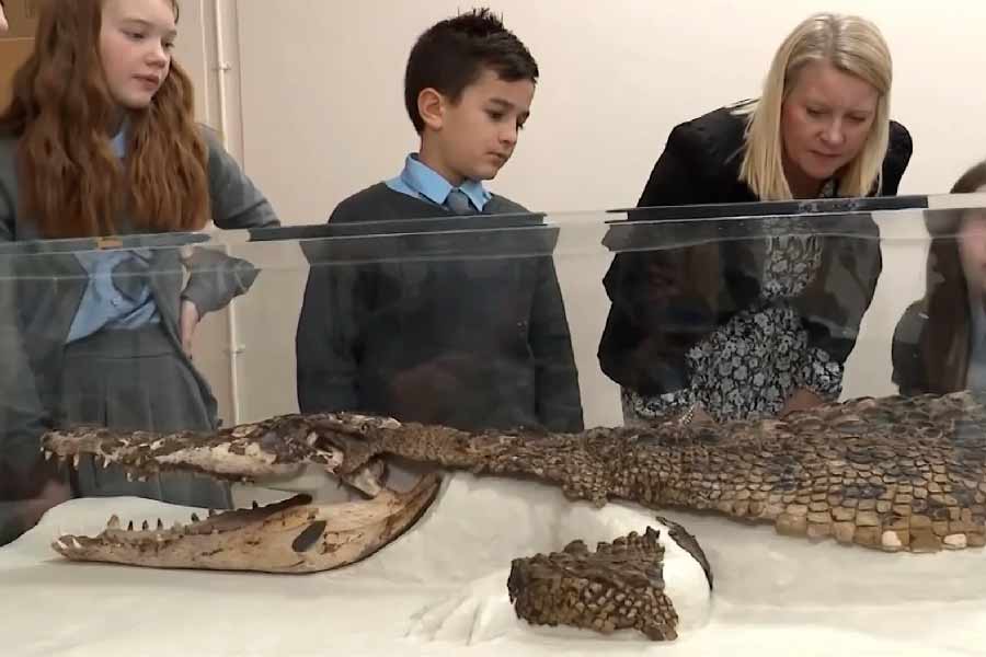  মমিকৃত কুমিরের দেহাবশেষ নিয়ে গবেষণা চালাচ্ছেন কোপারে। দেবতাকে নৈবেদ্য হিসাবে পশুর মমি দেওয়ার চলের কথা যেমন তিনি তুলে ধরেছেন, তেমনই আবার জানিয়েছেন, কুমিরকে দেবতাদের অবতার বলে সে কালে মনে করতেন মিশরীয়রা। 