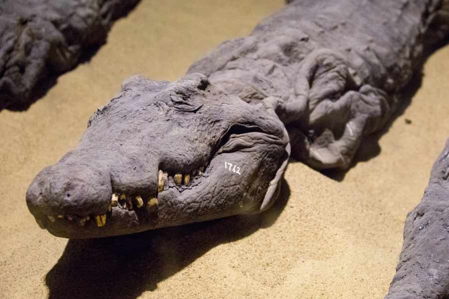 কিন্তু কুমির যদি দেবতারই কোনও অবতার হয়, তা হলে তাকে হত্যা করা হবে কেন? ওই গবেষকের কথায়, কোনও প্রাণীর মমির সঙ্গে আধ্যাত্মিক যোগসূত্র যদি খুঁজে পাওয়া যায়, তা হলে সেই প্রাণীহত্যা কোনও পাপ হিসাবে মনে করতেন না মিশরীয়রা। 