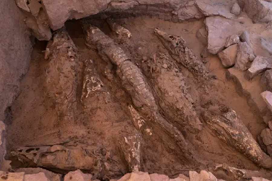 গবেষকরা এ-ও মনে করছেন যে, দেবতাকে তুষ্ট করার জন্যই কুমির হত্যা করা হত। এই প্রসঙ্গে মিশরের দেবতা সোবেকের নাম চর্চায় এসেছে। মিশরীয় সভ্যতায় সোবেক এমন এক দেবতা, যাঁর মুখাবয়ব কুমিরের মতো । আর দেহের বাকি অংশটি মানুষের মতো। 