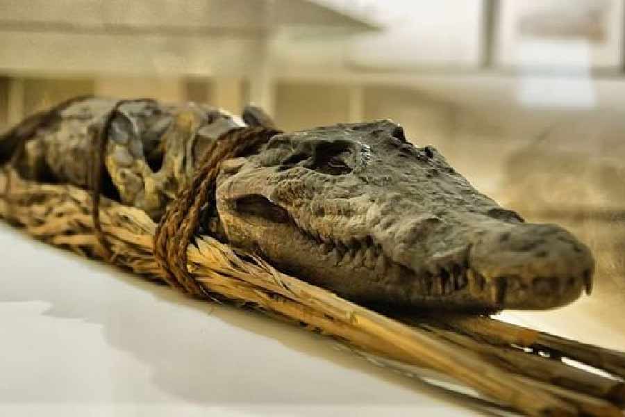 ফলে গবেষকরা অনেকেই মনে করছেন, মিশরীয় দেবতা সোবেককে তুষ্ট করতেই কুমির মারা হত। আর সে কারণেই হয়তো কুমিরকে মারার পর তাদের দেহগুলি সংরক্ষিত করে রাখা হত। তার পর পশুর মমি হিসাবে সেগুলি নৈবেদ্য দেওয়া হত। 