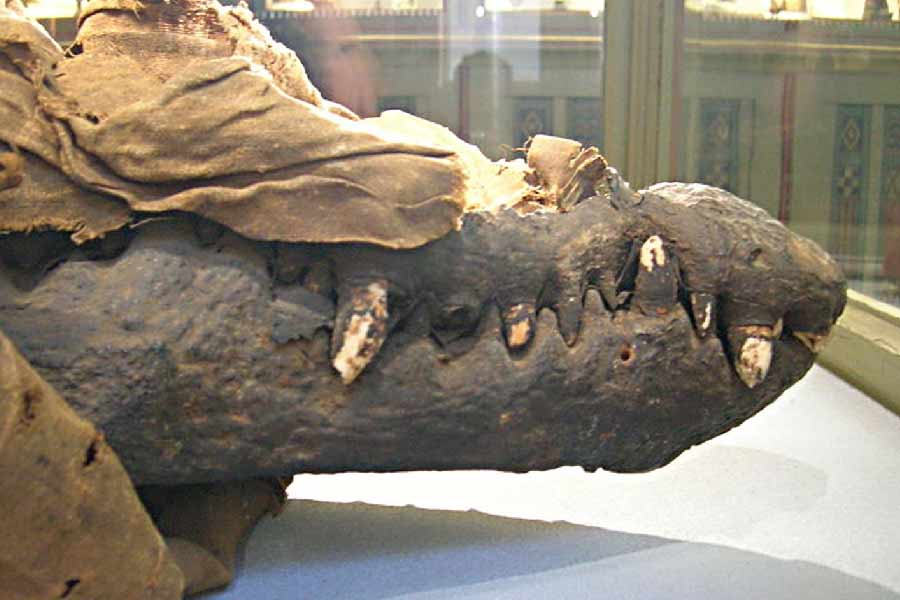 তবে সম্প্রতি খননকার্যের পর কুমিরগুলিকে যে অবস্থায় উদ্ধার করা হয়েছে, তা এক কথায় বিরল। কুমিরের মুণ্ডহীন দেহাবশেষ উদ্ধারের ঘটনা বিরল বলেই মনে করছেন গবেষকরা। 