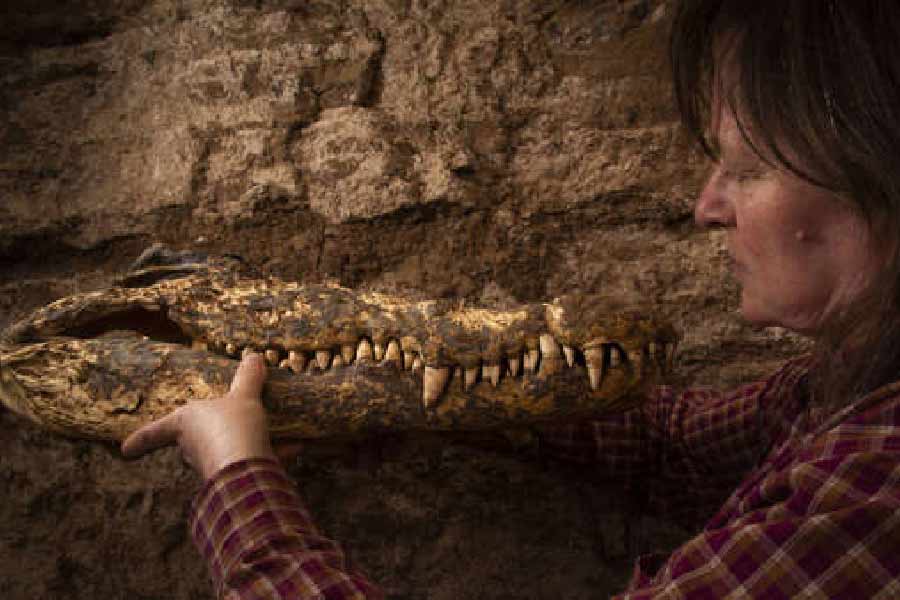 কুমিরগুলিকে হত্যার পর বালির সঙ্গে এমন ভাবে মিশিয়ে দেওয়া হয়েছিল, যাতে সেগুলি রোদে প্রাকৃতিক ভাবে শুকিয়ে যায়। এর পর দেহগুলি খেজুর পাতা দিয়ে মুড়ে সমাধিস্থলে আনা হত। আর এ ভাবেই সংরক্ষিত করা হত বলে জানিয়েছেন গবেষকরা।