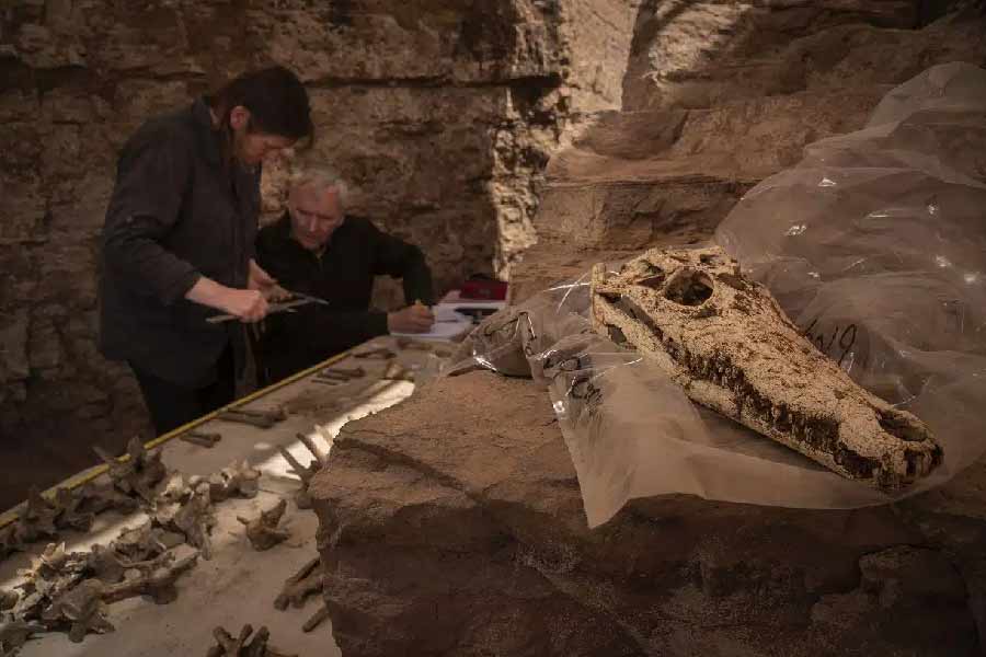 তবে সব কুমিরের দেহাংশই যে এ ভাবে সংরক্ষিত করা যেত, তা নয়। বহু ক্ষেত্রেই অনেক কুমিরের মমি ক্ষতিগ্রস্ত হয়েছে। কুমিরগুলির দেহাংশ শুকোনোর পরই তাদের মাথা কেটে বাদ দেওয়া হয়েছিল বলে মনে করছেন গবেষকরা। 