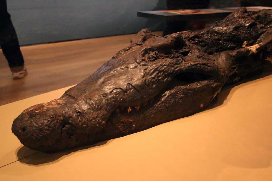 তবে একাধিক উপায়ে কুমিরগুলিতে হত্যা করা হতে পারে বলে অনুমান করছেন গবেষকরা। প্রখর রোদের তাপে দীর্ঘ ক্ষণ কুমিরগুলিকে রাখা হয়েছিল, তার জেরে মৃত্যু হতে পারে বলে অনুমান। আবার অনেকের মতে, শ্বাসরোধ করে হত্যা করা হয়েছে কুমিরগুলিকে। 