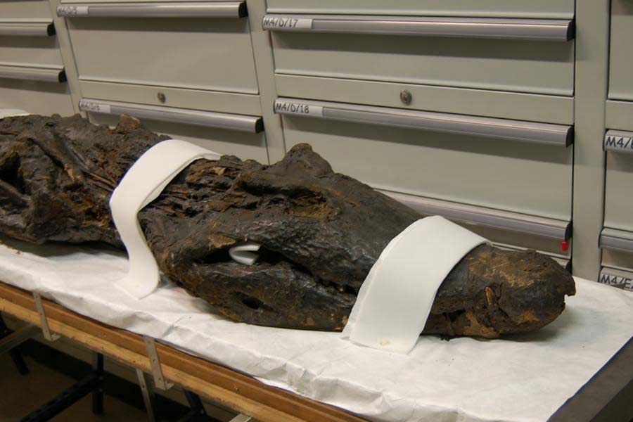 মিশরের যে প্রাচীন সমাধিস্থল থেকে কুমিরগুলির দেহাংশ উদ্ধার করা হয়েছে, সেটিকে ‘ডোম অফ দ্য উইন্ড’ বলা হয়। প্রায় ২৫০০ বছর আগে ওই সমাধিস্থল ব্যবহার করা হত বলে ধারণা। 