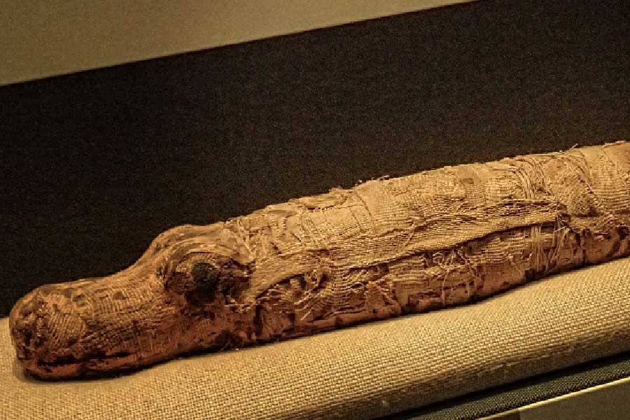 মিশরে মমি ঘিরে নানা রহস্যের কাহিনি রয়েছে। কুমিরগুলির মুণ্ডহীন দেহাংশ উদ্ধার এই রহস্যের তালিকায় নতুন সংযোজন। কী কারণে কুমিরগুলির মৃত্যু, এ নিয়ে নানা মুনির নানা মত। কিন্তু আসল কারণ কী? সেই রহস্যের কিনারা করতেই  মুখিয়ে রয়েছেন গবেষকরা।