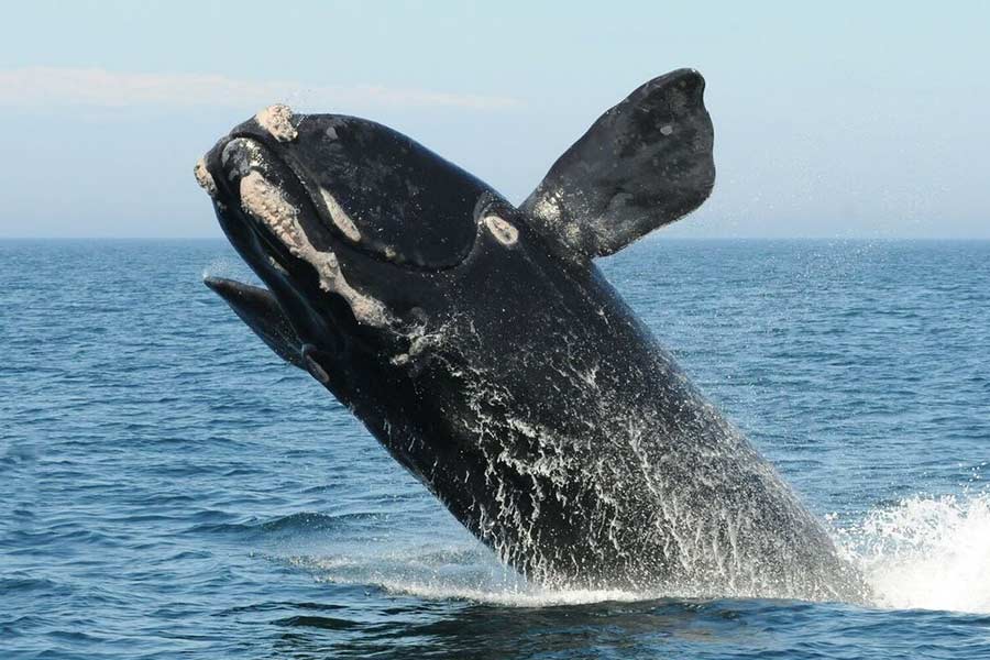 সম্প্রতি ‘নর্থ অ্যাটলান্টিক রাইট হোয়েল’ প্রজাতির একটি ৪ বছরের তিমি মৃত্যুমুখে পড়েছে বলে জানিয়েছে ন্যাশনাল ওশেনিক অ্যান্ড অ্যাটমস্ফেরিক অ্যাডমিনিস্ট্রেশন (এনওএএ)। তা নিয়ে আরও চিন্তায় পড়েছেন এনওএএ বিশেষজ্ঞরা। তাঁদের দাবি, তিমির বিরল প্রজাতিগুলির মধ্যে ওই ৪ বছরের ছানাটির শীঘ্রই মৃত্যু হবে।