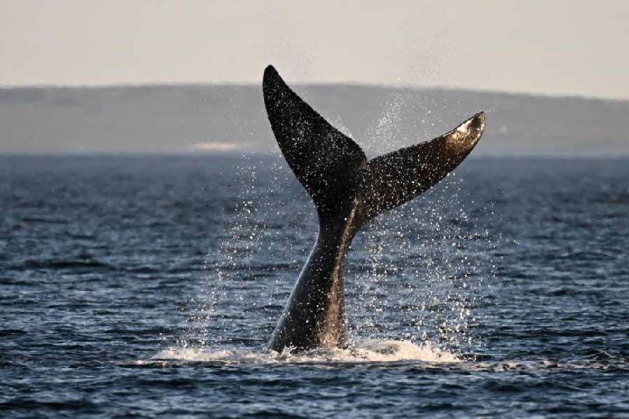 ‘নর্থ অ্যাটলান্টিক রাইট হোয়েল’ প্রজাতির সংখ্যা ক্রমশ কমছে বলে জানিয়েছে এনওএএ। মূলত জাহাজের যাতায়াতের জেরে তিমিদের প্রাণ ওষ্ঠাগত। সেই সঙ্গে মৎস্যজীবীদের ছোড়া জালের ফাঁদে ফেঁসে যাচ্ছে তিমি। এমনই একটি দড়ির ফাঁদে আটকে পড়েছিল ওই তিমির ছানাটি।
