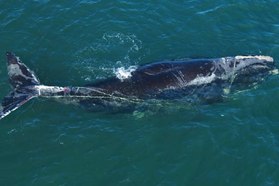 এনওএএ-এর মৎস্য বিভাগ জানিয়েছে, স্ত্রীলিঙ্গের ওই তিমিশাবকটিকে নর্থ ক্যারোলাইনার রোদান্তে উপকূলের ৩২ কিলোমিটার পূর্ব দিকে দেখা গিয়েছে। তাদের দাবি, দড়ির ফাঁদে তিমিশাবকটি এমন ভাবে জড়িয়ে পড়েছে, সম্ভবত মৃত্যুই হবে সেটির।
