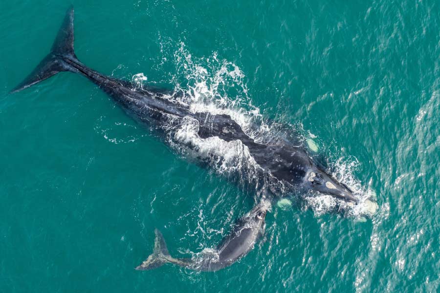 সম্প্রতি ওই তিমিশাবকটিকে দেখতে পায় ফ্লরিডার স্বেচ্ছাসেবী সংস্থা ‘ক্লিয়ারওয়াটার মেরিন অ্যাকোয়ারিয়াম’-এক সমীক্ষক দল। সাধারণত সামুদ্রিক প্রাণীদের উদ্ধার, পুনর্বাসনের কাজে জড়িত সংস্থাটি।