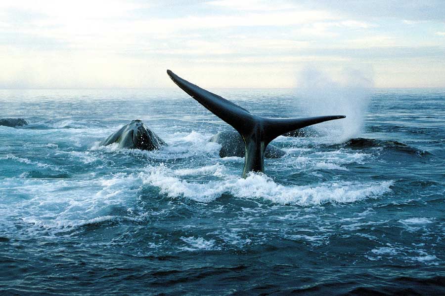 সমীক্ষকেরা জানিয়েছেন, ৮ জানুয়ারি আকাশপথে সমীক্ষা চালাতে গিয়ে দেখা যায়, তিমিশাবকটির লেজে, মুখে অসংখ্য দড়ি জড়িয়ে গিয়েছে। যার জেরে সেটির গোটা দেহ জুড়ে অজস্র ক্ষত তৈরি হয়েছে। ওই ক্ষতগুলিতে অসংখ্য ক্ষুদ্রাতিক্ষুদ্র পরজীবী বা ‘তিমিউকুন’ও বাসা বেঁধেছে। এর জেরে তিমিটির হাল আরও সঙ্গিন হয়ে উঠেছে।