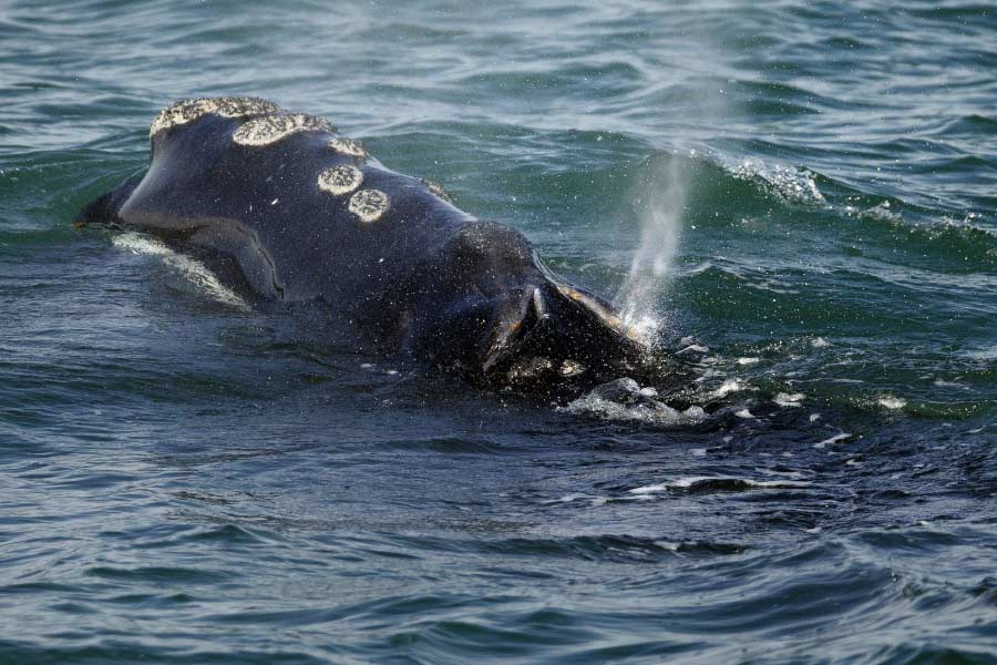 কী ভাবে জানা গেল ওই তিমিশাবকটিই ‘নর্থ অ্যাটলান্টিক রাইট হোয়েল’ প্রজাতির? আমেরিকার সংবাদমাধ্যম ‘সিএনএন’ জানিয়েছে, এই প্রজাতির তিমিকে সমুদ্রের জলে কখন দেখা গিয়েছে, তার দিনক্ষণ, ইতিহাস নথিবদ্ধ করছে ‘নিউ ইংল্যান্ড অ্যাকোয়ারিয়াম’ নামে এক সংস্থা। এমনকি, এক-একটি সংখ্যার মাধ্যমে ওই তিমিগুলির চিহ্নিতকরণের কাজ করেছেন তারা।