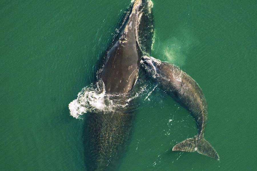 ‘নিউ ইংল্যান্ড অ্যাকোয়ারিয়াম’-এর বিজ্ঞানীরা যেমন ওই তিমিশাবকটিকে ৪৯০৪ নম্বর দিয়ে চিহ্নিত করেন। তাঁরা জানিয়েছেন, ৪৯০৪ নম্বর তিমিশাবকটি আসলে ‘স্পিন্ডল’ (১২০৪ নম্বর) নামে একটি পূর্ণবয়স্ক তিমির সন্তান।