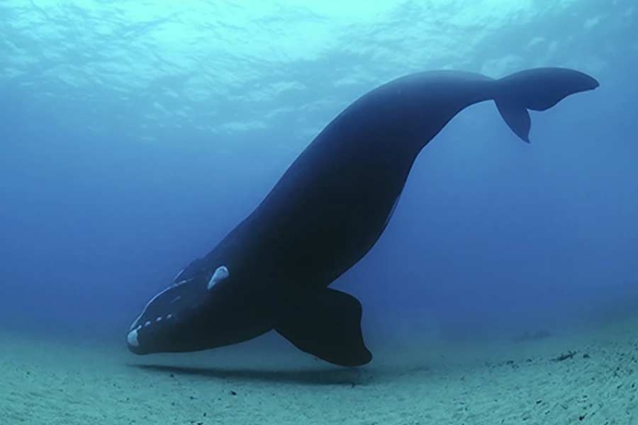 সম্প্রতি জর্জিয়ার সেন্ট ক্যাথেরিনস দ্বীপে স্পিন্ডলকে তার অন্য একটি সন্তান-সহ দেখা গিয়েছে। তবে গত বছরের মে মাসে ম্যাসাচুসেট্‌স উপকূলে ৪৯০৪ নম্বরের ওই ৪ বছরের তিমিশাবকটিকে দেখা গিয়েছিল বলে জানিয়েছিল ‘নিউ ইংল্যান্ড অ্যাকোয়ারিয়াম’।