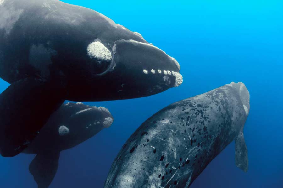 ‘নর্থ অ্যাটলান্টিক রাইট হোয়েল’ প্রজাতির মধ্যে সম্প্রতি মৃত্যুহার বাড়ছে বলেও চিন্তায় পড়েছেন পরিবেশবিদ এবং বিজ্ঞানীরা। ২০১৭ সালে এনওএএ-এর মৎস্য বিভাগ জানিয়েছিল, আমেরিকা এবং কানাডা ঘেঁষে উত্তর অতলান্তিকে এই প্রজাতির তিমিদের মৃত্যু ও জখমের সংখ্যা বৃদ্ধি পেয়েছে। এর পিছনে যে মৎস্যজীবীদের ফাঁদ এবং জাহাজ থেকে তিমির উপর হামলাই অনেকাংশে দায়ী, তা মনে করছেন বিজ্ঞানীরা।