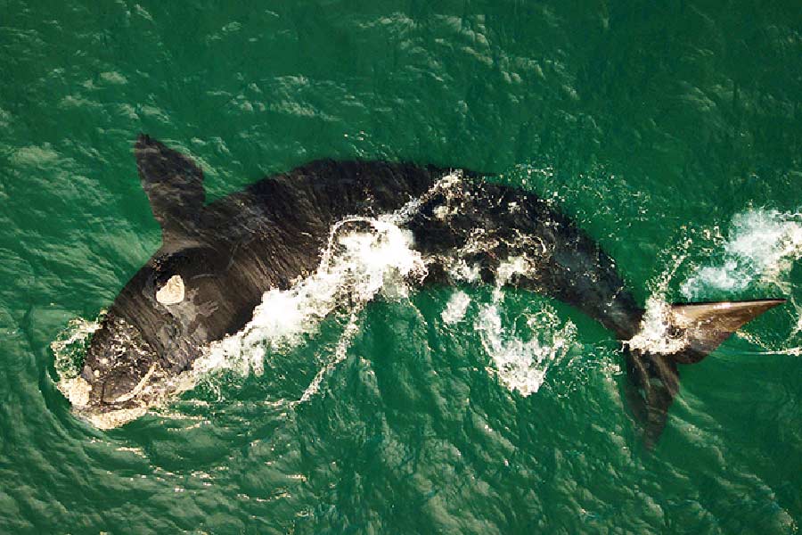 এই প্রজাতির আরও একটি তিমি সম্ভাব্য মৃত্যুর দিকে এগোচ্ছে। একে অত্যন্ত দুঃসংবাদ বলে মনে করছে এনওএএ। তারা জানিয়েছে, ১০ বছর বয়সের পর প্রজননক্ষম হয় এই প্রজাতির তিমি। তবে এক বার প্রসবের পর দ্বিতীয় বার অন্তঃসত্ত্বা হওয়ার মাঝে সাধারণত ৩ বছরের ব্যবধান থাকে। যদিও আজকাল তা বেড়ে ৬-১০ বছরে দাঁড়িয়েছে।