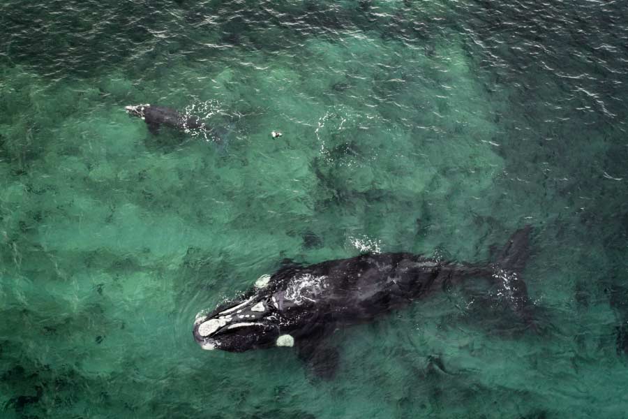 এনওএএ-এর দাবি, জাহাজের যাতায়াতের কারণে শব্দদূষণ, মানসিক কারণের পাশাপাশি খাবারের অভাবেও প্রজননে বাধা পাচ্ছে তিমিরা। শব্দদূষণের জেরে নিজেদের বাসস্থানের পথ খুঁজে পেতে অসুবিধা হয় তিমিদের। এমনকি, এতে খাবারদাবার খুঁজে পাওয়া বা সঙ্গী চিহ্নিত করার ক্ষেত্রেও সমস্যায় পড়ে তারা।