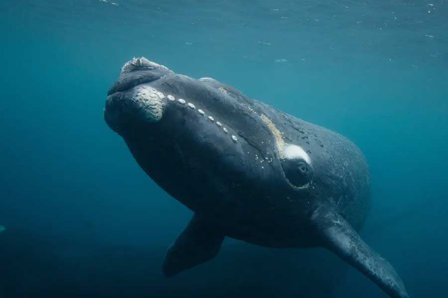 ১৯৩৫ সালেই উত্তর অতলান্তিকে বাণিজ্যিক কারণে তিমিশিকারে নিষেধাজ্ঞা জারি করা হয়েছে। তবে তার আগে থেকে এদের সংখ্যা কমছিল। যে পরিস্থিতির এখনও হেরফের হয়নি বলে দাবি এনওএএ-এর।