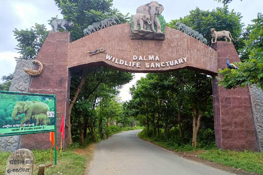 অভয়ারণ্যে প্রবেশের মূল পথ।  