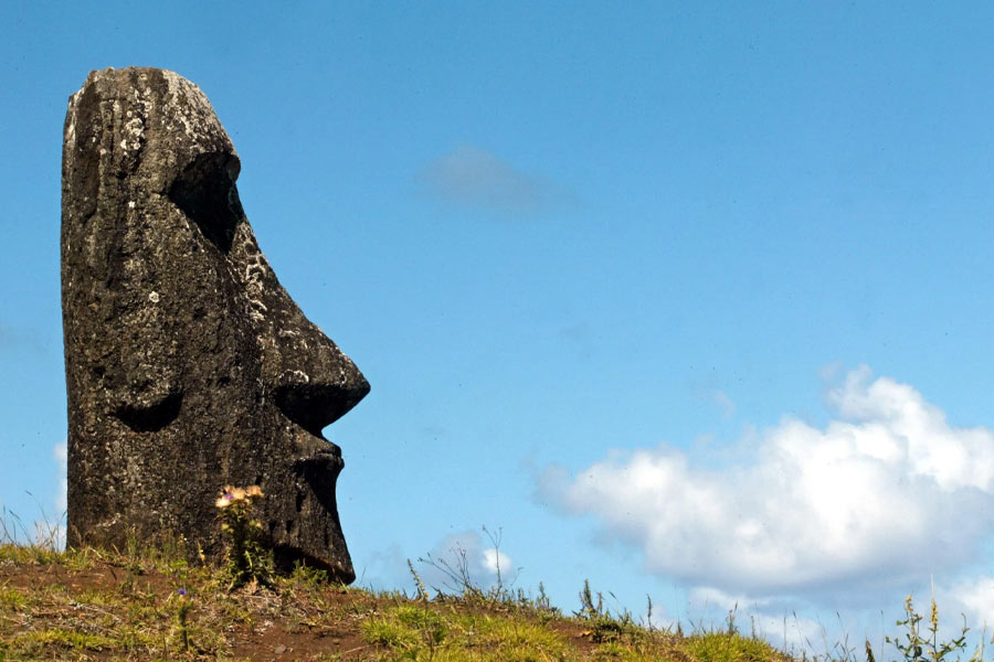 পাথরের মূর্তি পরিবহণের জন্য কোপ পড়তে থাকে গাছে। একটা সময় সে কারণে বদলে যায় দ্বীপের বাস্তুতন্ত্র। বাসা তৈরির জন্য গাছ ছিল না। তাই পাখিরা মুখ ফেরায় ইস্টার আইল্যান্ড থেকে।