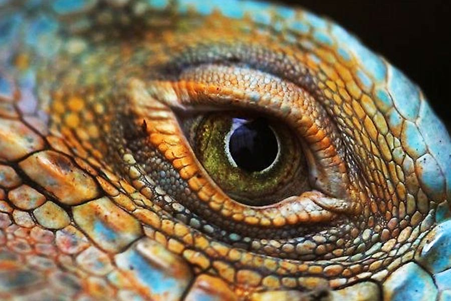 এই তত্ত্ব অনুসারে, বিশ্ব রাজনীতিতে চালকের আসনে যাঁরা আছেন, তাঁদের বেশির ভাগই সর্পিল ষড়যন্ত্র তত্ত্বের আওতায় পড়েন। মানুষের বেশে থাকলেও তাঁদের আসল উদ্দেশ্য মানুষের সমাজের উপর আধিপত্য কায়েম করা।