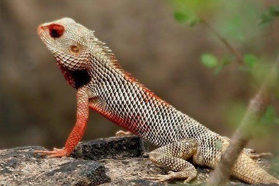 শুধু রাষ্ট্রনেতা নন, সমাজ, অর্থনীতি, সংস্কৃতির নানা ক্ষেত্রে প্রতিষ্ঠিত ক্ষমতাসম্পন্ন ব্যক্তিত্বের শরীরে ভিন্‌গ্রহী সর্পিল রক্তের যোগ রয়েছে বলে মনে করেন আইকের তত্ত্বে বিশ্বাসীরা।