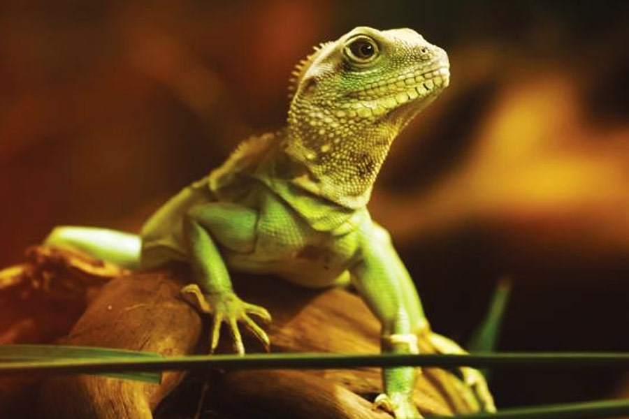 আমেরিকার মোট জনসংখ্যার ৪ শতাংশ সর্পিল ষড়যন্ত্র তত্ত্বে বিশ্বাস রাখলেও বিজ্ঞানীদের অধিকাংশের দাবি, এই তত্ত্ব আদতে ভিত্তিহীন। অতীতে পৃথিবীর মাটিতে ভি‌ন‌্‌গ্রহী হানা, কিংবা তাঁদের জিনগত সম্প্রসারণের কোনও বৈজ্ঞানিক প্রমাণ মেলেনি।