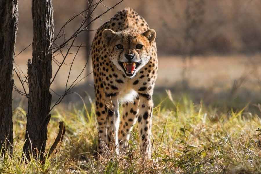 12 more cheetahs has been brought from South Africa and got released in Kuno national park.