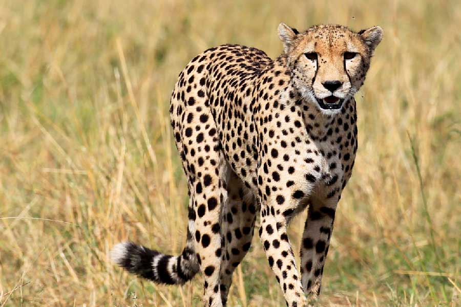 A female cheetah died