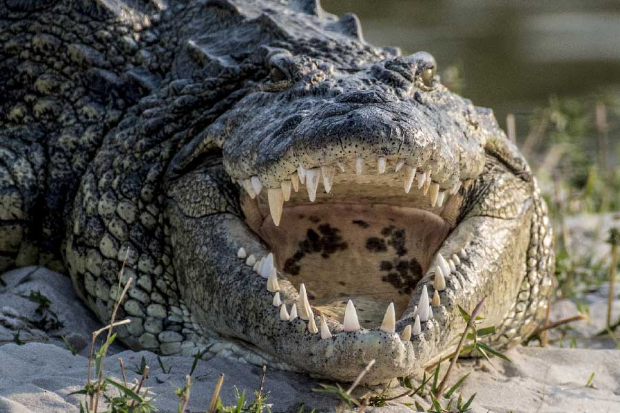 আকারে দৈত্যের সঙ্গে পাল্লা দিতে পারে। পেটের খিদেও তার দৈত্যেরই মতো। ঠিক ত্রৈলোক্যনাথ মুখোপাধ্যায়ের ‘কুম্ভীর বিভ্রাট’-এর মতো। পেটের ভিতর বসে ‘বেগুন’ বিক্রি করা যাবে অনায়াসে। মনে করা হয়, ৩০০ মানুষকে আস্ত গিলে খেয়েছে সে। তার পর অনায়াসে পালিয়ে বেঁচেও গিয়েছে। আজ পর্যন্ত ধরা যায়নি গুস্তাভকে।