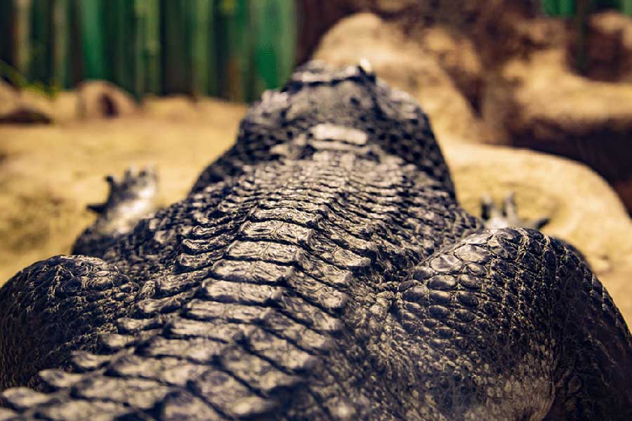 বুরুন্ডির টাঙ্গানিকা হ্রদের ধারে ছোট্ট একটি নদী দ্বীপে ঘাপটি মেরে বসে থাকে গুস্তাভ। সময়-সুযোগ পেলেই ধরে শিকার। মাঝেমধ্যে রুজিজি নদীতে সাঁতার দেয়। তার জ্বালায় অতিষ্ঠ স্থানীয় বাসিন্দারা।