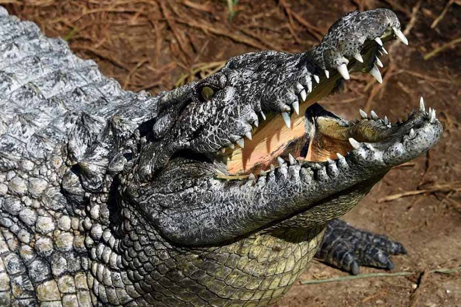 কুমির বিশেষজ্ঞদের মতে, পশু বা মাছ নয়, শুধুই মানুষ খায় বলে গুস্তাভের ওজন অন্য কুমিরের থেকে বেশি।