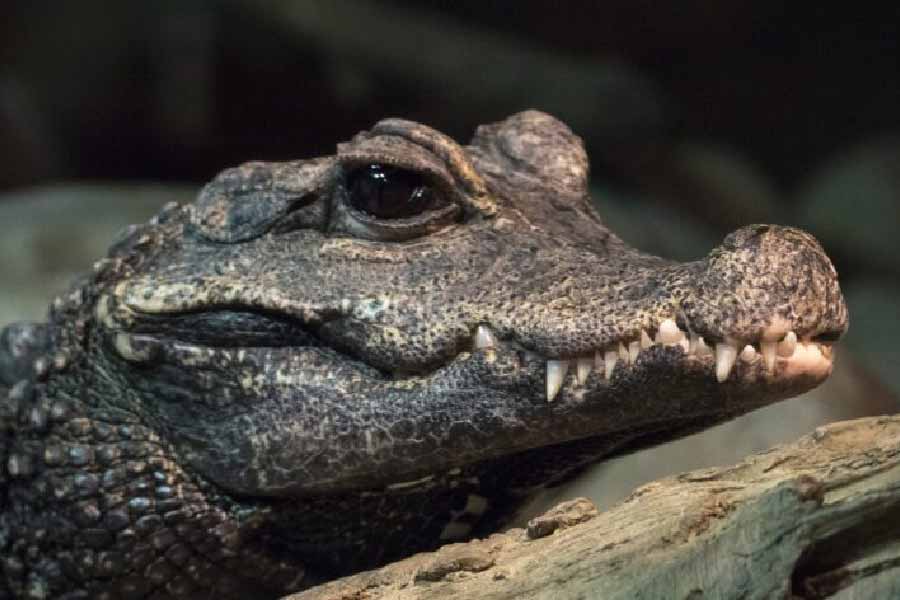 রুমঙ্গ এবং মিনাগো এলাকায় ঘোরাঘুরি করে সে। নদীর তীর ঘেঁষে সাঁতার দেওয়ার সময় গিলে নেয় মৎস্যজীবী, নদীতে স্নান করতে আসা লোকজনকে। প্যাট্রিসের দাবি, ওই এলাকায় ঘোরাঘুরির সময় কয়েক দিনের মধ্যে ১০ থেকে ১৫ জনকে খেয়ে ফেলে।  