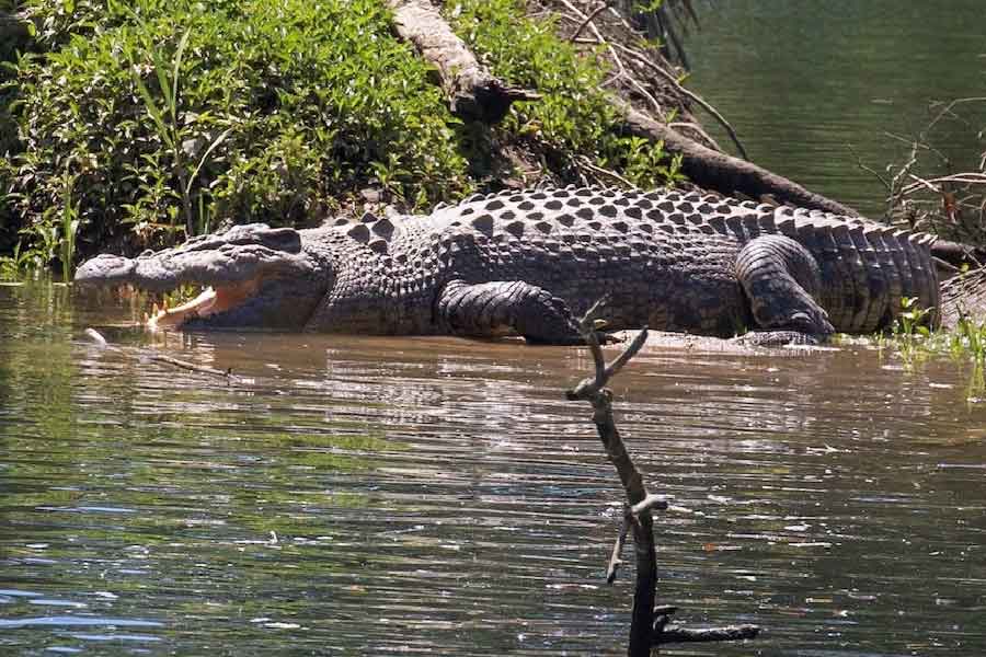 যদিও সরীসৃপ বিশেষজ্ঞ গানসুয়ানা এই দাবি মানেননি। তাঁর মতে, কুমির কখনওই মজার জন্য মানুষকে গিলে ফেলে না। আসলে কুমির খুব বেশি খেতে পারে না। প্রয়োজনের বেশি পরিমাণ খাবার সে উগরে দেয়।    
