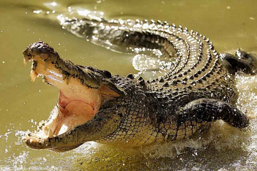 কুমির শিকারি প্যাট্রিস ফায়েও হার মেনেছেন। এক বার টাঙ্গানিকা হ্রদের ধারে ফাঁদ পাতা হয়েছিল। বিরাট এক খাঁচার মধ্যে বাঁধা ছিল একটি ছাগল। হ্রদের ধারে অপেক্ষা করছিল শিকারির দল। আশায় ছিলেন, যে কোনও সময় টোপ গিলতে আসবে গুস্তাভ।