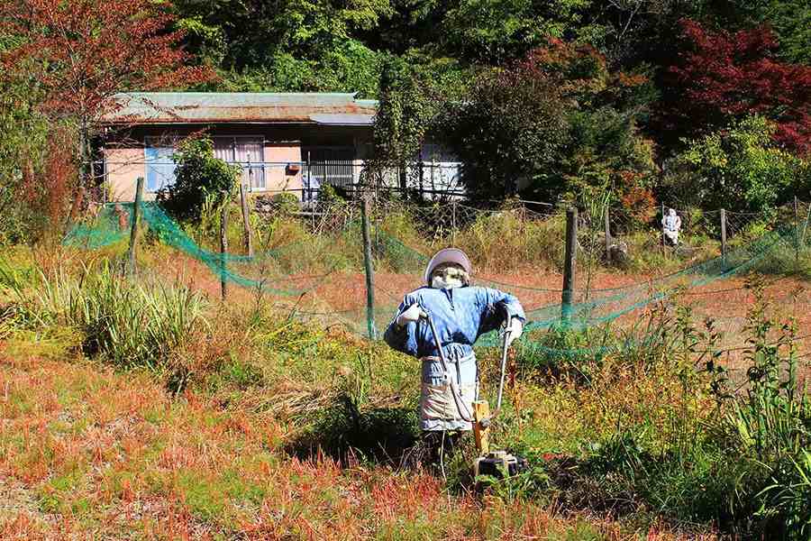 সুকিমি তাঁর বাবার আদলে প্রথম কাকতাড়ুয়া বানিয়েছিলেন। কাকের উৎপাত থেকে বাঁচার জন্য তা নিজের বাড়ির জমিতে রেখে দেন তিনি।
