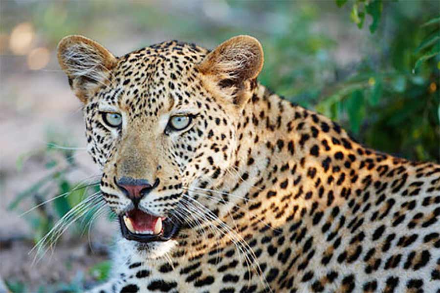 Representational picture of Leopard of Kerala