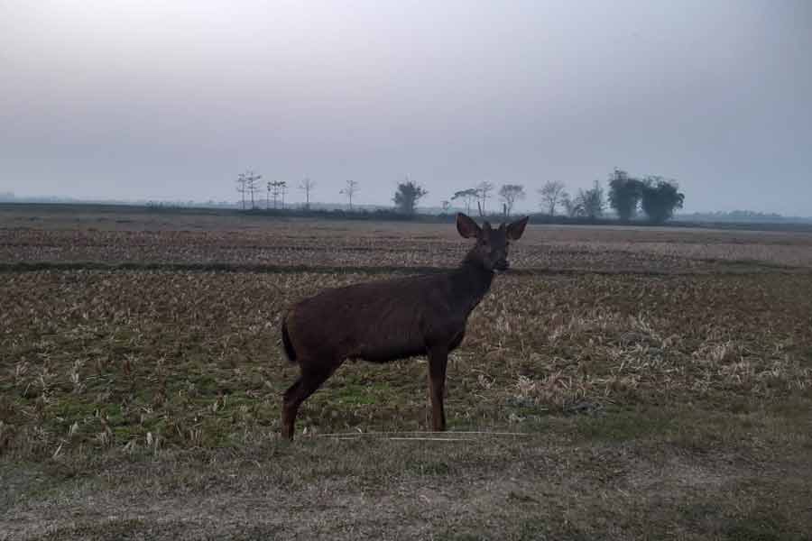 Forest department staffs recovered a sambar deer