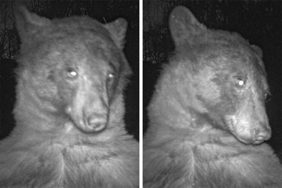 A bear is clicking selfie