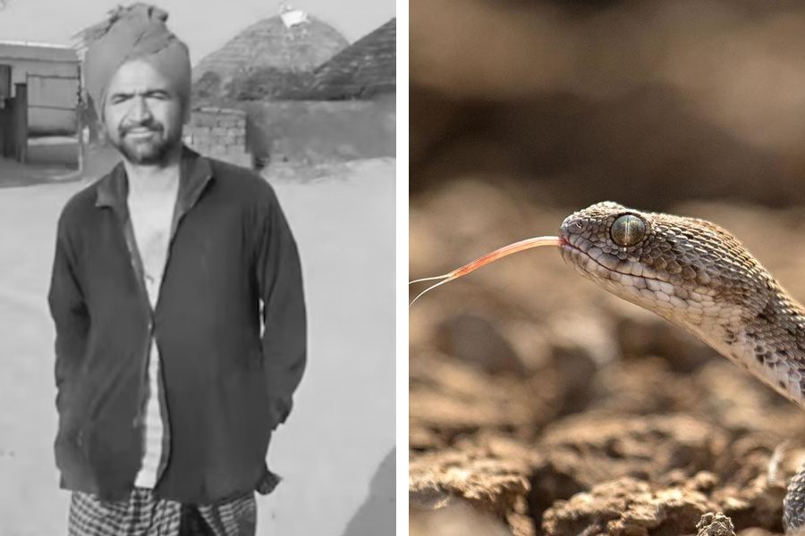 In a Bizarre incident snake bites Rajasthani man, bites again after survives, he dies