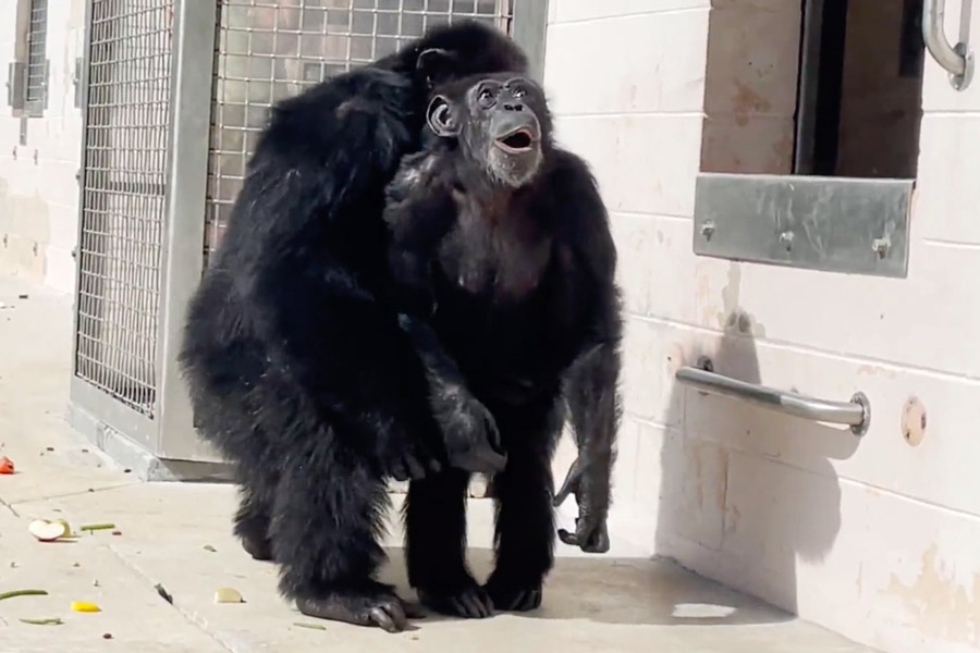 Vanilla the chimpanzee, caged for entire life, sees sky for first time.