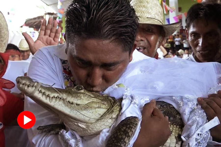 image of mexican mayor marrying crocodile.