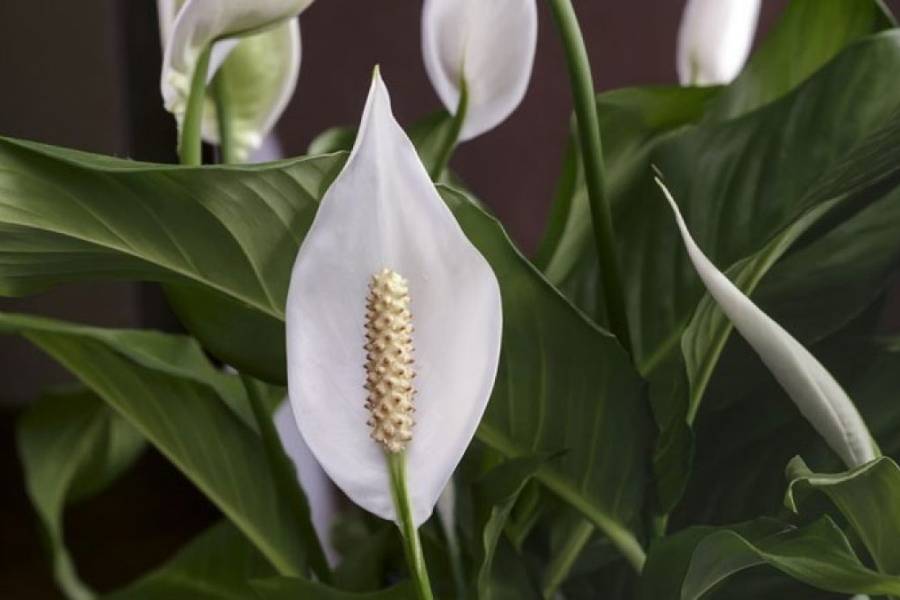 Image of Peace Lily.