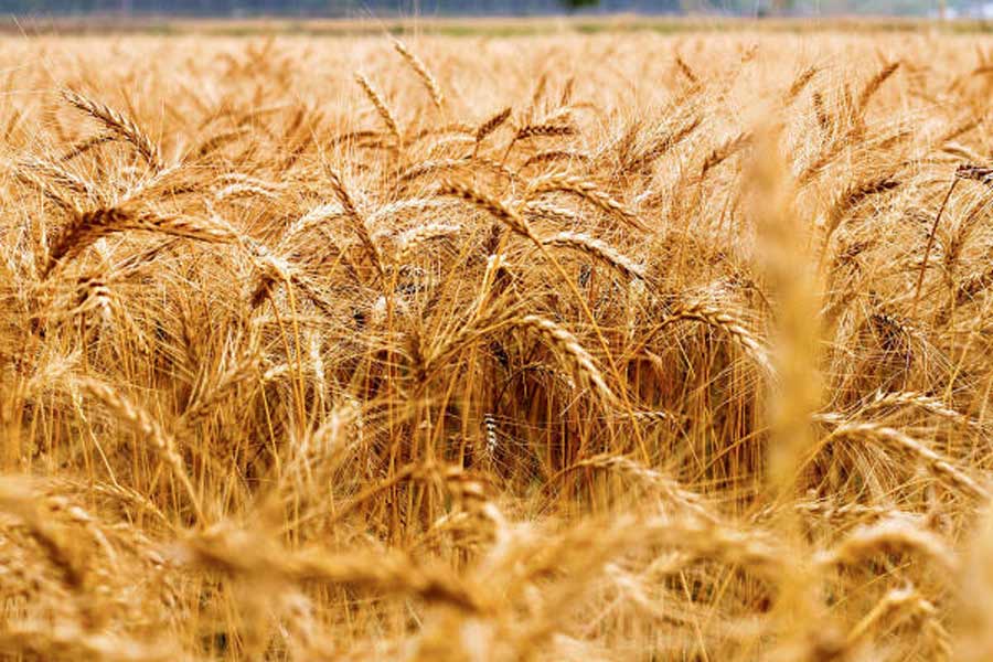 Centre imposes stock limits on wheat