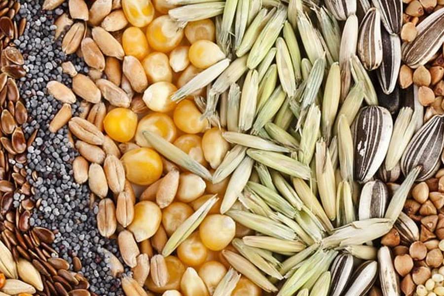 All you need to know about Haiti’s Mud cookie