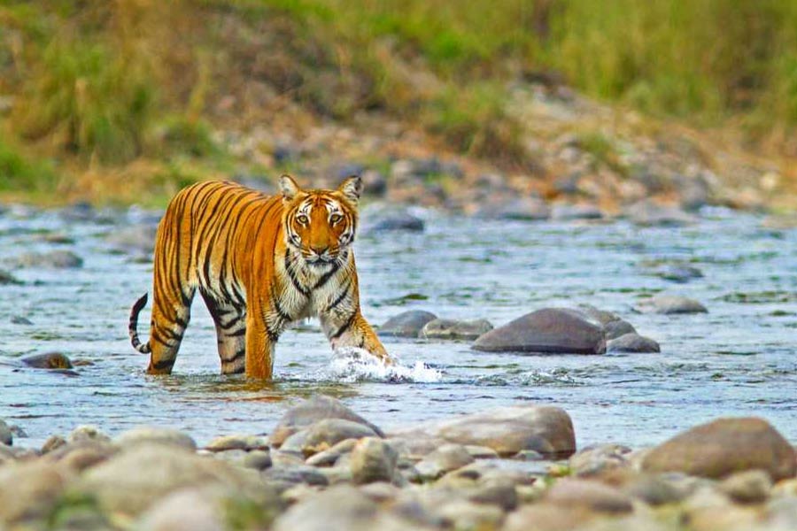 Image of tiger 