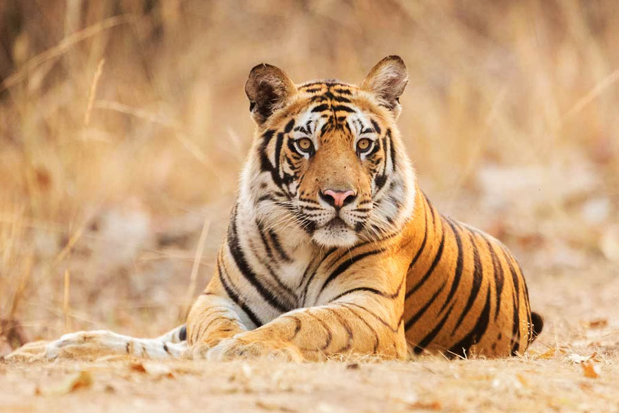 Image of tiger 