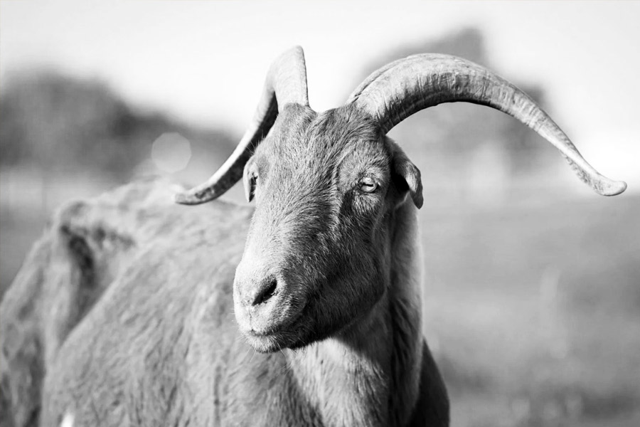 representative photo of goat